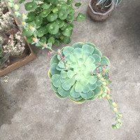 快手嘟嘟姐背景曝光!一夜爆红涨粉700多万原来