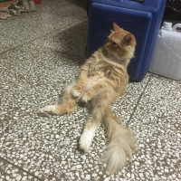 小猪佩奇动画:猪爷爷的手被螃蟹夹到了,疼的脸