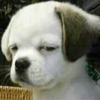 《千王之王重出江湖》龙四以精湛的赌术应对赌