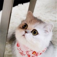 山河恋 :皇太极吩咐乌雅请太医过来给海兰珠医