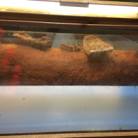 迷你世界:最恐怖的死亡跳跳乐,为了关年兽牺牲