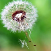 窦小凡帮日本人抓孩子注射病毒,游击队要救孩