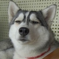 搞笑视频:光头强 改编的搞笑歌曲《月亮之上》