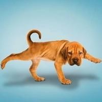 王者荣耀搞笑动画:兰陵王隐身为所欲为刺杀刘