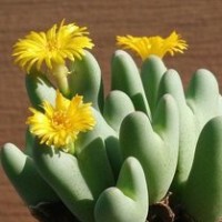 陈赫迪丽热巴的名媛下午茶,很有爱的一对吃货