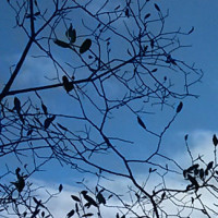 不用烤箱也能做小馒头,详细做法告诉你,好吃的