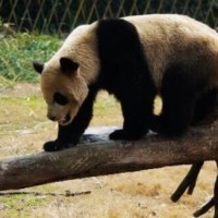 亲子玩具游戏 挖掘机和搅拌机工地处理小石头