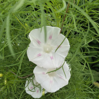 旋风少女:戚百草越来越像风云道馆的风格,立誓