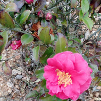 《甜蜜暴击》大结局:终于在一起!鹿晗许愿池前