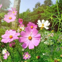 女神毛晓彤抖音最火手势舞:一个人的夜我的心