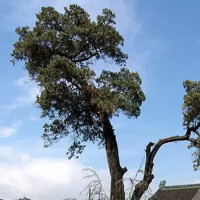 迷你世界:穿越门带你找到奥特曼!