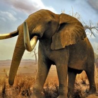 中国张铁泉没有教练没有赞助商,孤身奋战日本