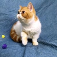 连狗狗都知道肚子疼要吃什么药,太惊讶了!