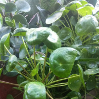 正片:孙俪曾建议导演剪掉两条感情线 杨紫空降