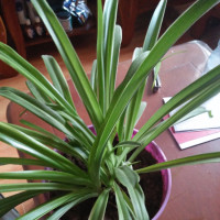 用抓不住的水自制无硼砂假水,试验非常成功,