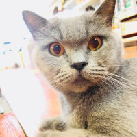 猜马的游戏规则原来是这样!1.5倍速观看这么搞