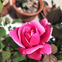 大姐唱歌的时候脚上的动作一直没停过