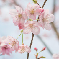 经典战役:佐助VS团藏!