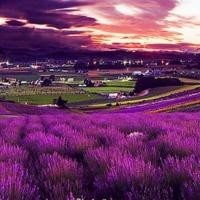 爆笑虫子:小粉可是女孩子,打屁的事情被小黄发