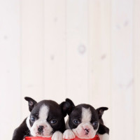 两个肌肉男打斗,拳拳到肉