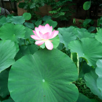 冯提莫周二珂激情演唱新洗脑神曲《燃烧我的卡