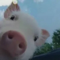 狗狗与主人分开多年,转世了五次,终于找到了第