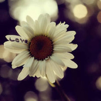 三只松鼠:安老板仿制果果的冰淇淋,竟然做成功