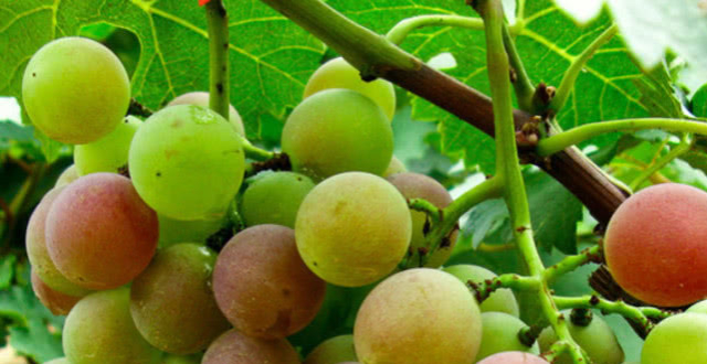 绿宝石无核葡萄大拱棚栽陪