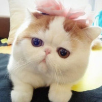 小哈士奇和主人吵架顶嘴!最后二哈的动作好萌