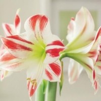 我的世界MC动画:火柴人和奶奶恐怖游戏挑战