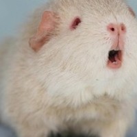 欧阳娜娜叫赵丽颖大boss, 林青霞: 你叫她大胖