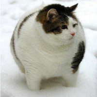 莉哥小姐姐抖音舞蹈视频合集