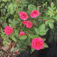 神探狄仁杰:金木兰妄想杀害狄仁杰,关键时刻,敬