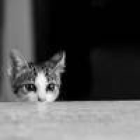 我不曾爱过你,我自己骗自己,最近很火的一首歌