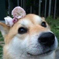 包文婧带饺子去伊能静家做客,一进门就被伊能