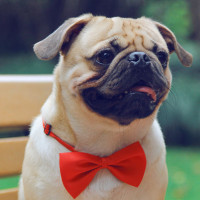 四川方言,风车车与假老练的隐身术,太搞笑了 高