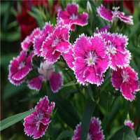 五梅师太教严咏春棍法,听了师傅一番教导,她最