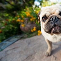 快乐大本营:谢霆锋模仿刘德华唱歌,怎么会这么