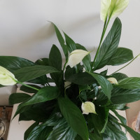 相声有新人:宋启瑜的单口相声表演的让人一头