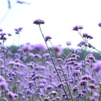 李菲儿好事将近!男友是国家运动员,网友表示他