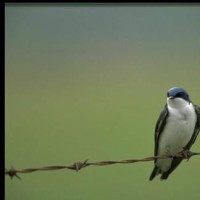 王菲《梦醒了》唱游大事件香港演唱会版