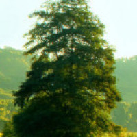 格斗之王奥斯丁挑衅拳王泰森,遭泰森暴打,场面