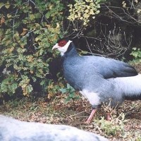 外国小鲜肉亲自手工为小仓鼠制作的豪华房子,