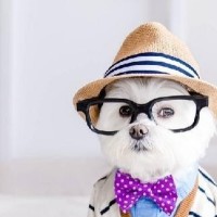 绕口令儿歌《小了白了兔》换个唱法就火了,如