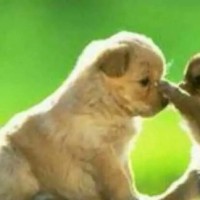 两分钟看完巨石强森最新大片《摩天营救》,我