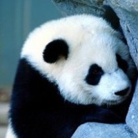 延禧:舒嫔李春嫒现场飙歌《宫墙柳》