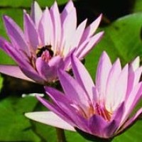 段虎为儿子学费又偷钱包,看见里面孩子的照片