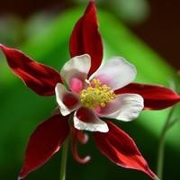 谁说鱼的记忆只有七秒的,两鱼互相吐口水