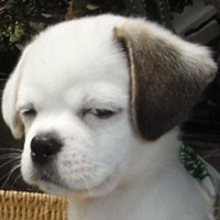 跟着外语老师学中文,会有怎样的收获呢,一起看