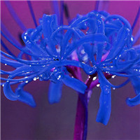 天师竟说美女是皇后命,皇后立马下令所有秀女